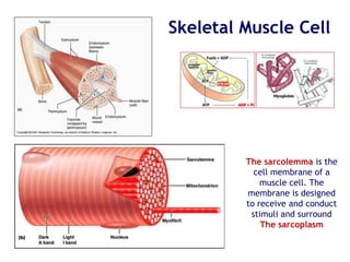 Skeletal Muscle Cell
The sarcolemma is the
cell membrane of a
muscle cell. The
membrane is designed
to receive and conduct
stimuli and surround
The sarcoplasm
 