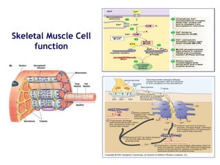 Skeletal Muscle Cell
function
 