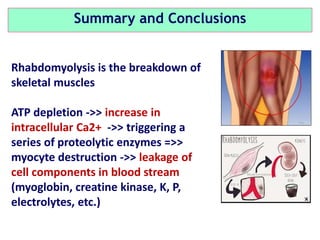 Rhabdomyolysis is the breakdown of
skeletal muscles
ATP depletion ->> increase in
intracellular Ca2+ ->> triggering a
series of proteolytic enzymes =>>
myocyte destruction ->> leakage of
cell components in blood stream
(myoglobin, creatine kinase, K, P,
electrolytes, etc.)
Summary and Conclusions
 