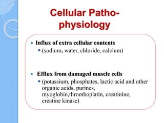 Cellular Patho-
physiology
 Influx of extra cellular contents
 (sodium, water, chloride, calcium)
 Efflux from damaged muscle cells
 (potassium, phosphates, lactic acid and other
organic acids, purines,
myoglobin,thromboplatin, creatinine,
creatine kinase)
 