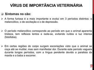 VÍRUS DE IMPORTÂNCIA VETERINÁRIA
 Sintomas no cão:
 A forma furiosa é a mais importante e evolui em 3 períodos distintos: o
melancólico, o de excitação e o de depressão.
 O período melancólico corresponde ao período em que o animal aparenta
tristeza, tem reflexos lentos e isola-se, evitando ruídos e luz intensa
(fotofobia).
 Em certas regiões do corpo surgem escoriações visto que o animal se
coça até se mutilar, mas sem manifestar dor. Durante este período vagueia
durante longos períodos, com a língua pendente devido a paralisia da
maxila e a baba a escorrer.
10
 