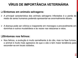  Sintomas em animais selvagens:
 A principal característica dos animais selvagens infectados é a perda de
medo de seres humanos podendo apresentar-se anormalmente dóceis.
 A doença pode ser crônica e inaparente em morcegos e provavelmente em
doninhas e outros mustelídeos e às vezes nas ratazanas e ratos.
Sintomas nos felinos:
 Nos felinos, a evolução é muito semelhante à do cão, mas na fase furiosa,
o animal é muito mais agressivo do que o cão e tem maior tendência para
esconder-se em locais isolados.
VÍRUS DE IMPORTÂNCIA VETERINÁRIA
11
 