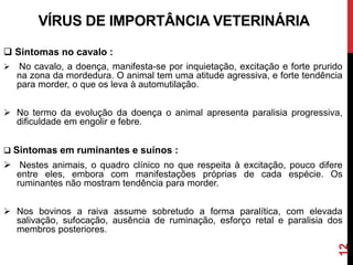  Sintomas no cavalo :
 No cavalo, a doença, manifesta-se por inquietação, excitação e forte prurido
na zona da mordedura. O animal tem uma atitude agressiva, e forte tendência
para morder, o que os leva à automutilação.
 No termo da evolução da doença o animal apresenta paralisia progressiva,
dificuldade em engolir e febre.
 Sintomas em ruminantes e suínos :
 Nestes animais, o quadro clínico no que respeita à excitação, pouco difere
entre eles, embora com manifestações próprias de cada espécie. Os
ruminantes não mostram tendência para morder.
 Nos bovinos a raiva assume sobretudo a forma paralítica, com elevada
salivação, sufocação, ausência de ruminação, esforço retal e paralisia dos
membros posteriores.
VÍRUS DE IMPORTÂNCIA VETERINÁRIA
12
 
