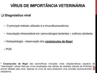  Diagnóstico viral
• O principal método utilizado é a Imunofluorescência.
• Inoculação intracerebral em camundongos lactentes – cultivos celulares.
• Histopatologia - observação dos corpúsculos de Negri
• PCR
VÍRUS DE IMPORTÂNCIA VETERINÁRIA
* Corpúsculos de Negri são eosinofílicas inclusões virais citoplasmáticas (espécie de
"colonização" celular feita por vírus) localizadas nas células do cerebelo (células de Purkinje) do
animal afetado pela raiva. Apenas os vírus da raiva produzem uma inclusão exclusivamente no
citoplasma.
13
 