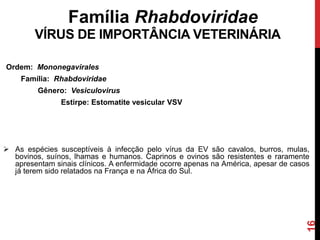 16
Ordem: Mononegavirales
Família: Rhabdoviridae
Gênero: Vesiculovirus
Estirpe: Estomatite vesicular VSV
 As espécies susceptíveis à infecção pelo vírus da EV são cavalos, burros, mulas,
bovinos, suínos, lhamas e humanos. Caprinos e ovinos são resistentes e raramente
apresentam sinais clínicos. A enfermidade ocorre apenas na América, apesar de casos
já terem sido relatados na França e na África do Sul.
VÍRUS DE IMPORTÂNCIA VETERINÁRIA
Família Rhabdoviridae
 