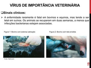 19
VÍRUS DE IMPORTÂNCIA VETERINÁRIA
Sinais clínicos:
 A enfermidade raramente é fatal em bovinos e equinos, mas tende a ser
letal em suínos. Os animais se recuperam em duas semanas, a menos que
infecções bacterianas estejam associadas.
Figura 1: Bovino com extensa salivação Figura 2: Bovino com teta erodida
Fonte: Beef point.
 