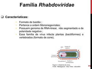 Família Rhabdoviridae
 Características:
• Formato de bastão ;
• Pertence a ordem Mononegavirales;
• Possuem genoma de RNA-linear, não segmentado e de
polaridade negativa ;
• Essa família de vírus infecta plantas (baciliformes) e
vertebrados (formato de cone).
Figura 1: Anatomia do vírus;
Fonte: Madagascar - Adry Tiana - educatión
2
 