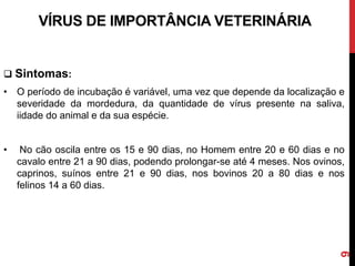 VÍRUS DE IMPORTÂNCIA VETERINÁRIA
 Sintomas:
• O período de incubação é variável, uma vez que depende da localização e
severidade da mordedura, da quantidade de vírus presente na saliva,
iidade do animal e da sua espécie.
• No cão oscila entre os 15 e 90 dias, no Homem entre 20 e 60 dias e no
cavalo entre 21 a 90 dias, podendo prolongar-se até 4 meses. Nos ovinos,
caprinos, suínos entre 21 e 90 dias, nos bovinos 20 a 80 dias e nos
felinos 14 a 60 dias.
9
 