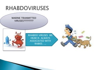MARINE TRANMITTED
 VIRUSES??????????




            RHABDO VIRUSES WE
              HEAR IS ALWAYS
             ASSOCIATED WITH
                 RABIES…..
 