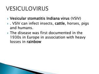    Vesicular stomatitis Indiana virus (VSIV)
   . VSIV can infect insects, cattle, horses, pigs
    and humans.
   The disease was first documented in the
    1930s in Europe in association with heavy
    losses in rainbow
 
