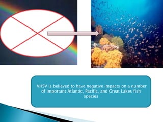 VHSV is believed to have negative impacts on a number
  of important Atlantic, Pacific, and Great Lakes fish
                        species
 