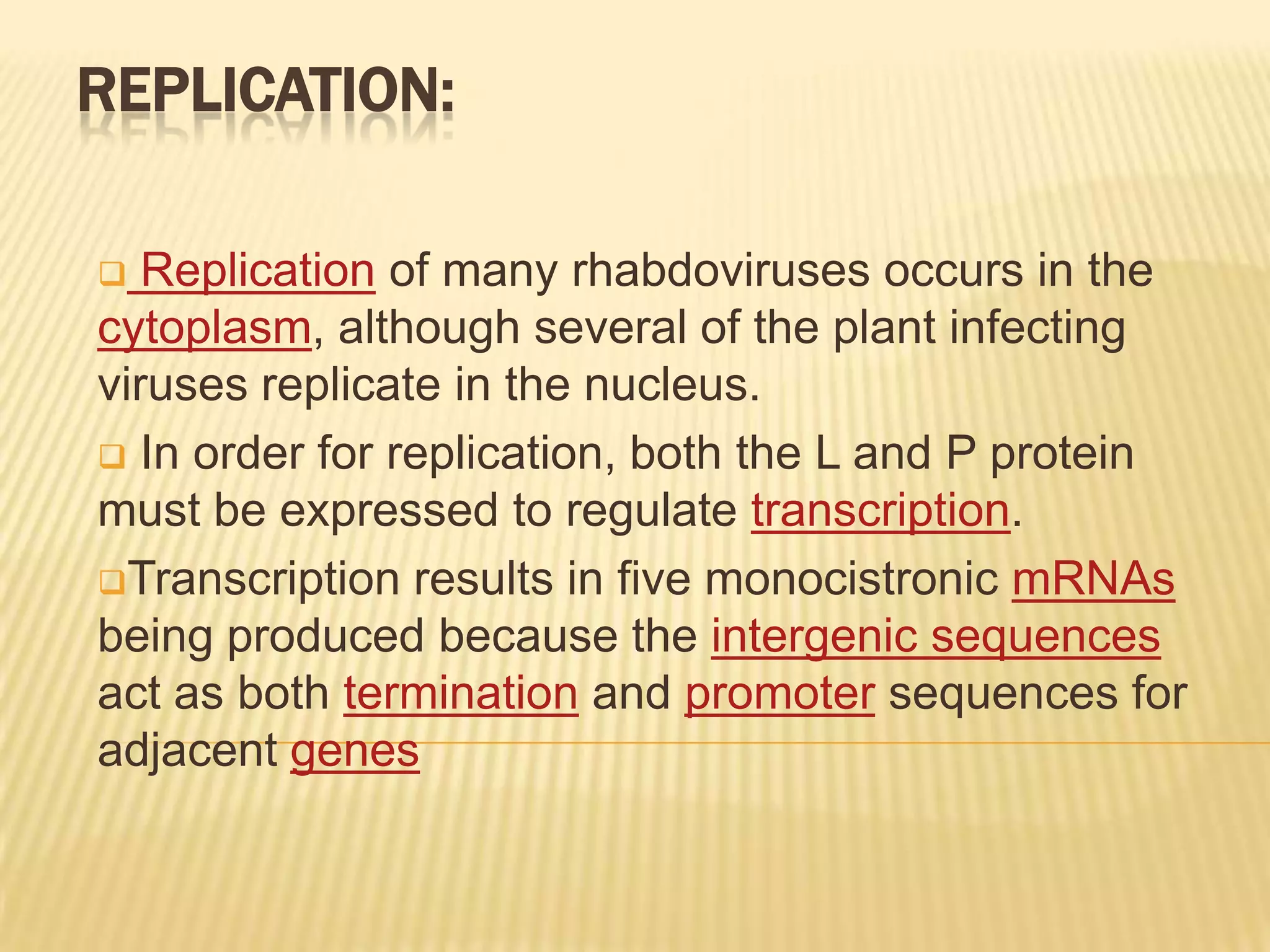 REPLICATION:

  Replication of many rhabdoviruses occurs in the
cytoplasm, although several of the plant infecting
viruses replicate in the nucleus.
 In order for replication, both the L and P protein
must be expressed to regulate transcription.
Transcription results in five monocistronic mRNAs
being produced because the intergenic sequences
act as both termination and promoter sequences for
adjacent genes
 