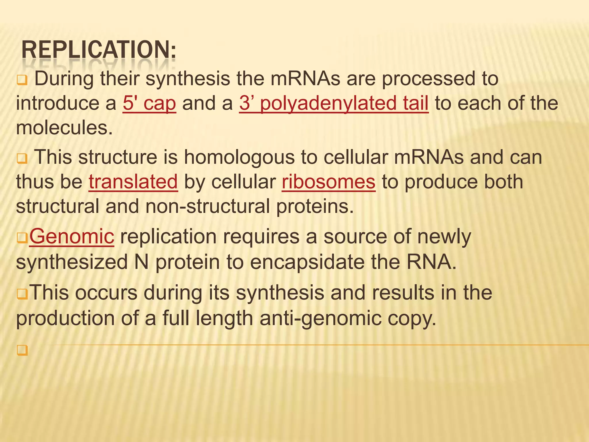 REPLICATION:
 During their synthesis the mRNAs are processed to
introduce a 5' cap and a 3’ polyadenylated tail to each of the
molecules.
 This structure is homologous to cellular mRNAs and can
thus be translated by cellular ribosomes to produce both
structural and non-structural proteins.
Genomic replication requires a source of newly
synthesized N protein to encapsidate the RNA.
This occurs during its synthesis and results in the
production of a full length anti-genomic copy.

 