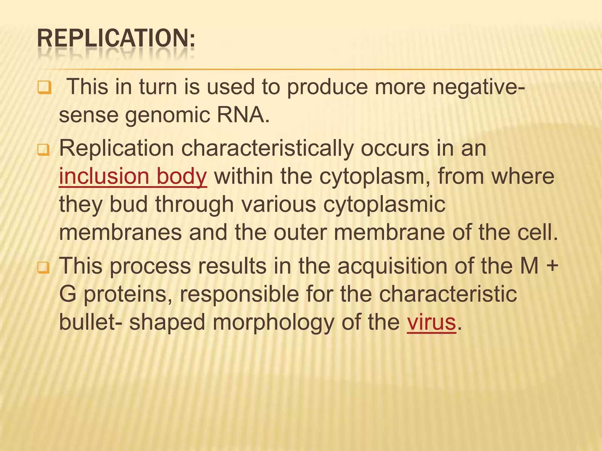 REPLICATION:
    This in turn is used to produce more negative-
    sense genomic RNA.
   Replication characteristically occurs in an
    inclusion body within the cytoplasm, from where
    they bud through various cytoplasmic
    membranes and the outer membrane of the cell.
   This process results in the acquisition of the M +
    G proteins, responsible for the characteristic
    bullet- shaped morphology of the virus.
 