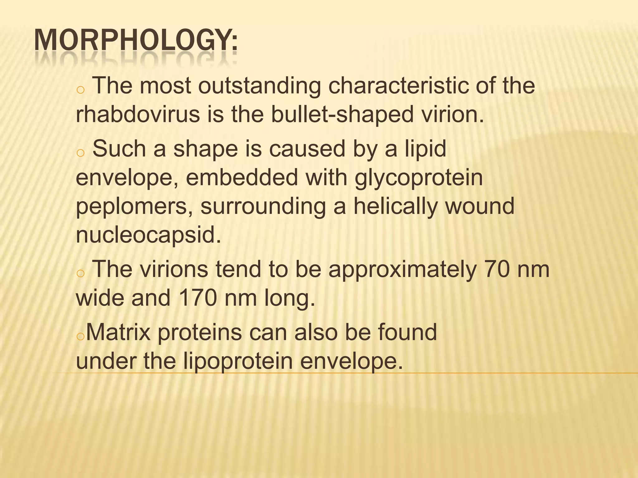 MORPHOLOGY:
  o The most outstanding characteristic of the
  rhabdovirus is the bullet-shaped virion.
  o Such a shape is caused by a lipid
  envelope, embedded with glycoprotein
  peplomers, surrounding a helically wound
  nucleocapsid.
  o The virions tend to be approximately 70 nm
  wide and 170 nm long.
  oMatrix proteins can also be found
  under the lipoprotein envelope.
 