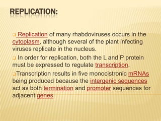 REPLICATION:

  Replication of many rhabdoviruses occurs in the
cytoplasm, although several of the plant infecting
viruses replicate in the nucleus.
 In order for replication, both the L and P protein
must be expressed to regulate transcription.
Transcription results in five monocistronic mRNAs
being produced because the intergenic sequences
act as both termination and promoter sequences for
adjacent genes
 
