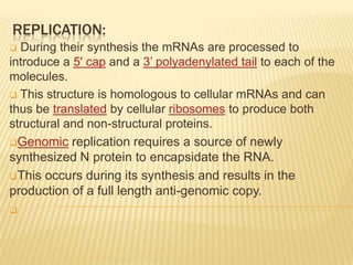 REPLICATION:
 During their synthesis the mRNAs are processed to
introduce a 5' cap and a 3’ polyadenylated tail to each of the
molecules.
 This structure is homologous to cellular mRNAs and can
thus be translated by cellular ribosomes to produce both
structural and non-structural proteins.
Genomic replication requires a source of newly
synthesized N protein to encapsidate the RNA.
This occurs during its synthesis and results in the
production of a full length anti-genomic copy.

 