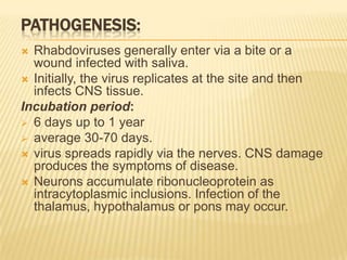 PATHOGENESIS:
 Rhabdoviruses generally enter via a bite or a
  wound infected with saliva.
 Initially, the virus replicates at the site and then
  infects CNS tissue.
Incubation period:
 6 days up to 1 year
 average 30-70 days.
 virus spreads rapidly via the nerves. CNS damage
  produces the symptoms of disease.
 Neurons accumulate ribonucleoprotein as
  intracytoplasmic inclusions. Infection of the
  thalamus, hypothalamus or pons may occur.
 