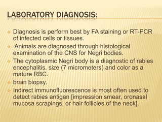 LABORATORY DIAGNOSIS:

   Diagnosis is perform best by FA staining or RT-PCR
    of infected cells or tissues.
    Animals are diagnosed through histological
    examination of the CNS for Negri bodies.
   The cytoplasmic Negri body is a diagnostic of rabies
    encephalitis. size (7 micrometers) and color as a
    mature RBC.
   brain biopsy.
   Indirect immunofluorescence is most often used to
    detect rabies antigen [impression smear, oronasal
    mucosa scrapings, or hair follicles of the neck].
 