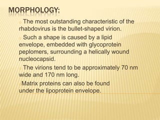 MORPHOLOGY:
  o The most outstanding characteristic of the
  rhabdovirus is the bullet-shaped virion.
  o Such a shape is caused by a lipid
  envelope, embedded with glycoprotein
  peplomers, surrounding a helically wound
  nucleocapsid.
  o The virions tend to be approximately 70 nm
  wide and 170 nm long.
  oMatrix proteins can also be found
  under the lipoprotein envelope.
 