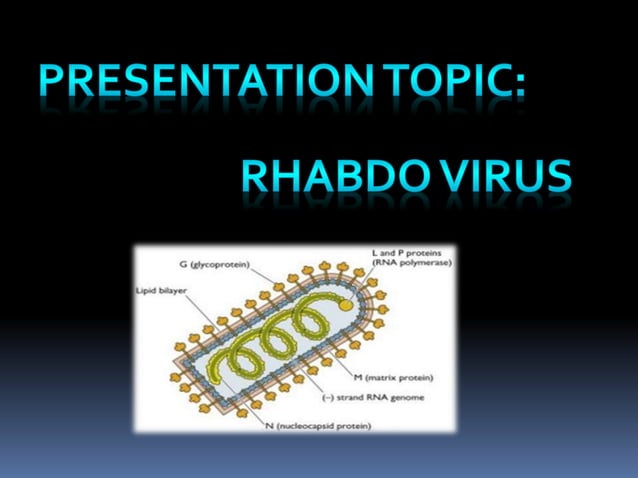 Rhabdovirus | PPTX | Infectious Diseases | Diseases and Conditions