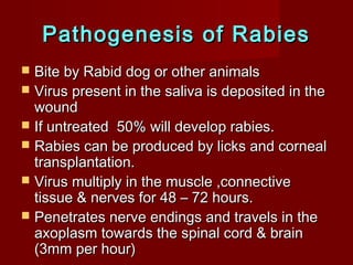 Rhabdoviruses | PPT