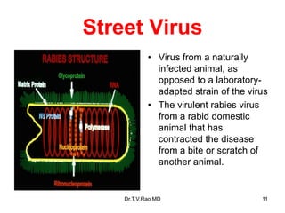 Street Virus
• Virus from a naturally
infected animal, as
opposed to a laboratory-
adapted strain of the virus
• The virulent rabies virus
from a rabid domestic
animal that has
contracted the disease
from a bite or scratch of
another animal.
Dr.T.V.Rao MD 11
 