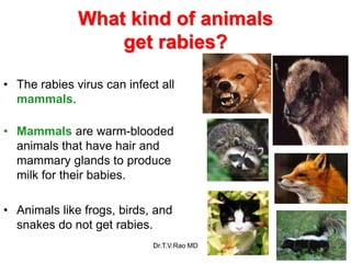 What kind of animals
get rabies?
• The rabies virus can infect all
mammals.
• Mammals are warm-blooded
animals that have hair and
mammary glands to produce
milk for their babies.
• Animals like frogs, birds, and
snakes do not get rabies.
Dr.T.V.Rao MD 14
 