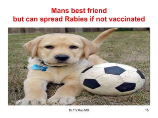 Mans best friend
but can spread Rabies if not vaccinated
Dr.T.V.Rao MD 15
 