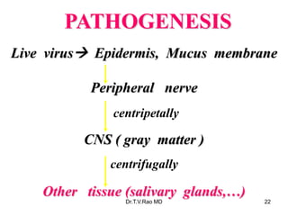 PATHOGENESIS
Live virus Epidermis, Mucus membrane
Peripheral nerve
CNS ( gray matter )
Other tissue (salivary glands,…)
centripetally
centrifugally
Dr.T.V.Rao MD 22
 