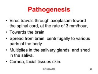 Pathogenesis
• Virus travels through axoplasam toward
the spinal cord, at the rate of 3 mm/hour,
• Towards the brain
• Spread from brain centrifugally to various
parts of the body.
• Multiplies in the salivary glands and shed
in the saliva.
• Cornea, facial tissues skin.
Dr.T.V.Rao MD 28
 