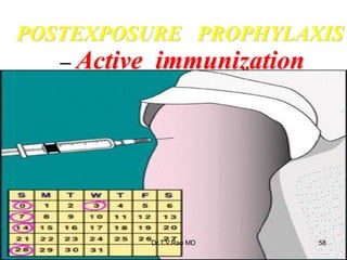 POSTEXPOSURE PROPHYLAXIS
– Active immunization
Dr.T.V.Rao MD 58
 