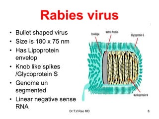 Rabies virus
• Bullet shaped virus
• Size is 180 x 75 nm
• Has Lipoprotein
envelop
• Knob like spikes
/Glycoprotein S
• Genome un
segmented
• Linear negative sense
RNA
Dr.T.V.Rao MD 8
 