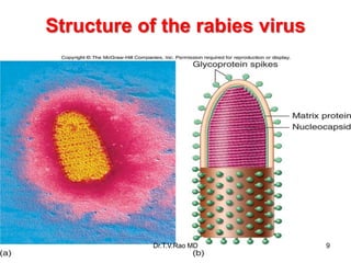 Structure of the rabies virus
9
Insert figure 25.8
Structure of rabies virus
Dr.T.V.Rao MD 9
 