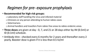 Rhabdo Viruses (Rabies virus) | PDF