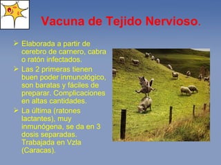 Vacuna de Tejido Nervioso . Elaborada a partir de cerebro de carnero, cabra o ratón infectados. Las 2 primeras tienen buen poder inmunológico, son baratas y fáciles de preparar. Complicaciones en altas cantidades. La última (ratones lactantes), muy inmunógena, se da en 3 dosis separadas. Trabajada en Vzla (Caracas). 
