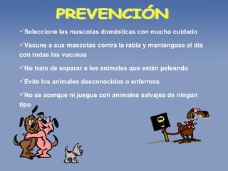 PREVENCIÓN  Seleccione las mascotas domésticas con mucho cuidado  Vacune a sus mascotas contra la rabia y manténgase al día con todas las vacunas  No trate de separar a los animales que estén peleando  Evite los animales desconocidos o enfermos  No se acerque ni juegue con animales salvajes de ningún tipo  