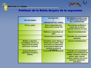 Profilaxis de la Rabia después de la exposición VIRUS DE LA  RABIA Vacunar inmediatamente Rabioso o sospechoso  de rabia No comenzar profilaxis a menos que el animal presente síntomas de rabia Sano y disponible para observación durante 10d Perros y gatos Consultar con autoridades sanitarias; las mordeduras de ardillas, hámsters, cobayas, jerbos, ratas, ratones, conejos y liebres casi nunca requieren tratamiento antirrábico Considerar individualmente Ganado Roedores y lagomorfos (conejos y liebres) Vacunar inmediatamente Considerar como rabioso, a menos que no exista  rabia en la zona o se demuestre que el animal estaba sano mediante pruebas de laboratorio Mofetas, mapaches, murciélagos, zorros y la mayoría de los demás carnívoros; marmotas Consultar con autoridades sanitarias Desconocido (escapado) RECOMENDACIONES PARA LA PROFILAXIS DESPÚES DE LA EXPOSICIÓN VALORACIÓN  Y DISPOSICIÓN DEL ANIMAL TIPO DE ANIMAL 