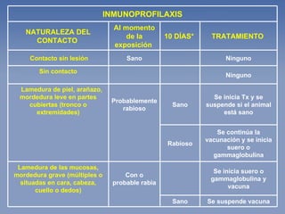 Se suspende vacuna Sano     Se inicia suero o gammaglobulina y vacuna   Con o probable rabia Lamedura de las mucosas, mordedura grave (múltiples o situadas en cara, cabeza, cuello o dedos) Se continúa la vacunación y se inicia suero o gammaglobulina Rabioso Se inicia Tx y se suspende si el animal está sano Sano Probablemente rabioso       Lamedura de piel, arañazo, mordedura leve en partes cubiertas (tronco o extremidades)   Ninguno     Sin contacto   Ninguno   Sano Contacto sin lesión TRATAMIENTO  10 DÍAS*   Al momento de la exposición   NATURALEZA DEL CONTACTO  INMUNOPROFILAXIS 