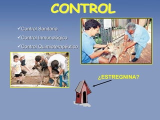 CONTROL Control Sanitario  Control Inmunológico  Control Quimioterapéutico   ¿ESTREGNINA? 