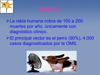 AFRICA. La rabia humana cobra de 100 a 200 muertes por año, únicamente con diagnóstico clínico. El principal vector es el perro (90%), 4.000 casos diagnosticados por la OMS. 