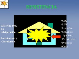 Glicerina 50% En refrigeración Putrefacción y Cloroformo CO2 LUV Luz solar Solventes lipídicos Ph extremos Proteasas Otros RESISTENCIA 