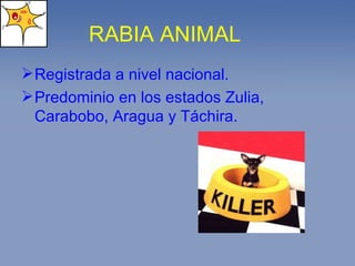 RABIA ANIMAL Registrada a nivel nacional. Predominio en los estados Zulia, Carabobo, Aragua y Táchira. 