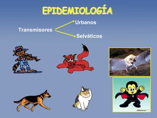 EPIDEMIOLOGÍA Transmisores  Urbanos Selváticos 