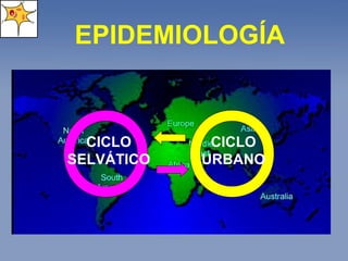 EPIDEMIOLOGÍA CICLO SELVÁTICO CICLO URBANO 