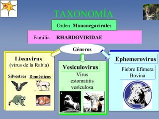 Familia  RHABDOVIRIDAE Orden  Mononegavirales Géneros TAXONOMÍA Lissavirus (virus de la Rabia) Silvestres Domésticos Ephemerovirus Fiebre Efímera Bovina Virus Estomatitis Vesiculosa.  VSV Vesiculovirus Virus estomatitis vesiculosa 