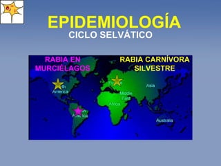 EPIDEMIOLOGÍA CICLO SELVÁTICO RABIA EN MURCIÉLAGOS RABIA CARNÍVORA SILVESTRE 