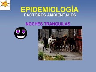 EPIDEMIOLOGÍA FACTORES AMBIENTALES NOCHES TRANQUILAS 