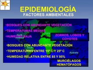 BOSQUES CON ABUNDANTE VEGETACIÓN TEMPERATURAS MEDIAS HUMEDAD BAJA BOSQUES CON ABUNDANTE VEGETACIÓN TEMPERATURAS ENTRE 15º C Y 25º C HUMEDAD RELATIVA ENTRE 85 Y 95% ZORROS, LOBOS Y COYOTES MURCIÉLAGOS HEMATÓFAGOS EPIDEMIOLOGÍA FACTORES AMBIENTALES 
