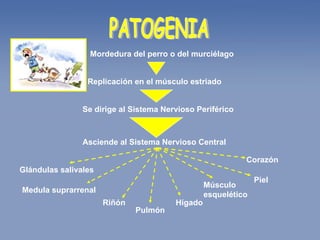 PATOGENIA Mordedura del perro o del murciélago Replicación en el músculo estriado  Se dirige al Sistema Nervioso Periférico Asciende al Sistema Nervioso Central Glándulas salivales   Medula suprarrenal  Riñón  Pulmón   Hígado  Músculo esquelético  Piel  Corazón  